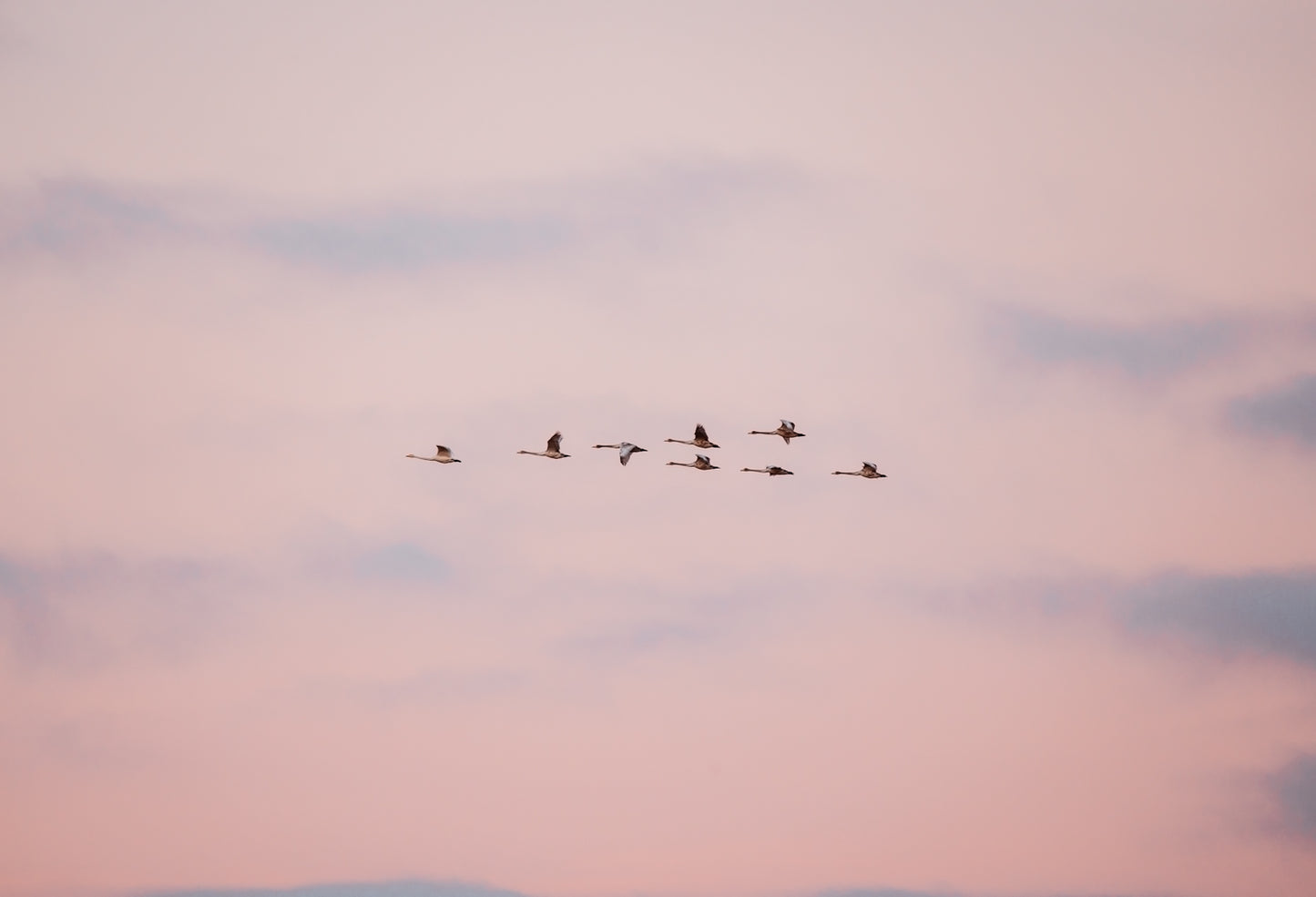 En lille flok svaner, som svæver afsted hen over den sarte lyslilla himmel.