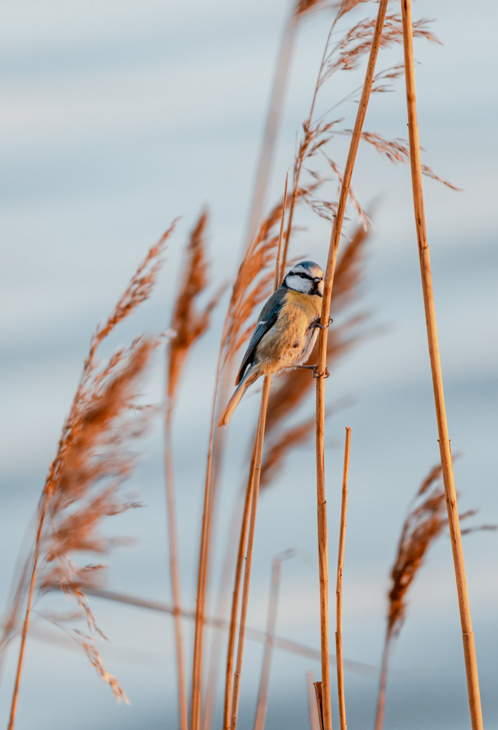 En fin blåmejse der sidder stille på et siv i Noret på Ærø