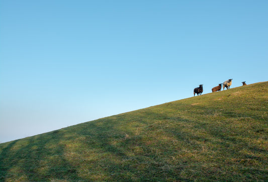 På de grønne bakketoppe græsser fårene ved Søbygård i ro og mag. 